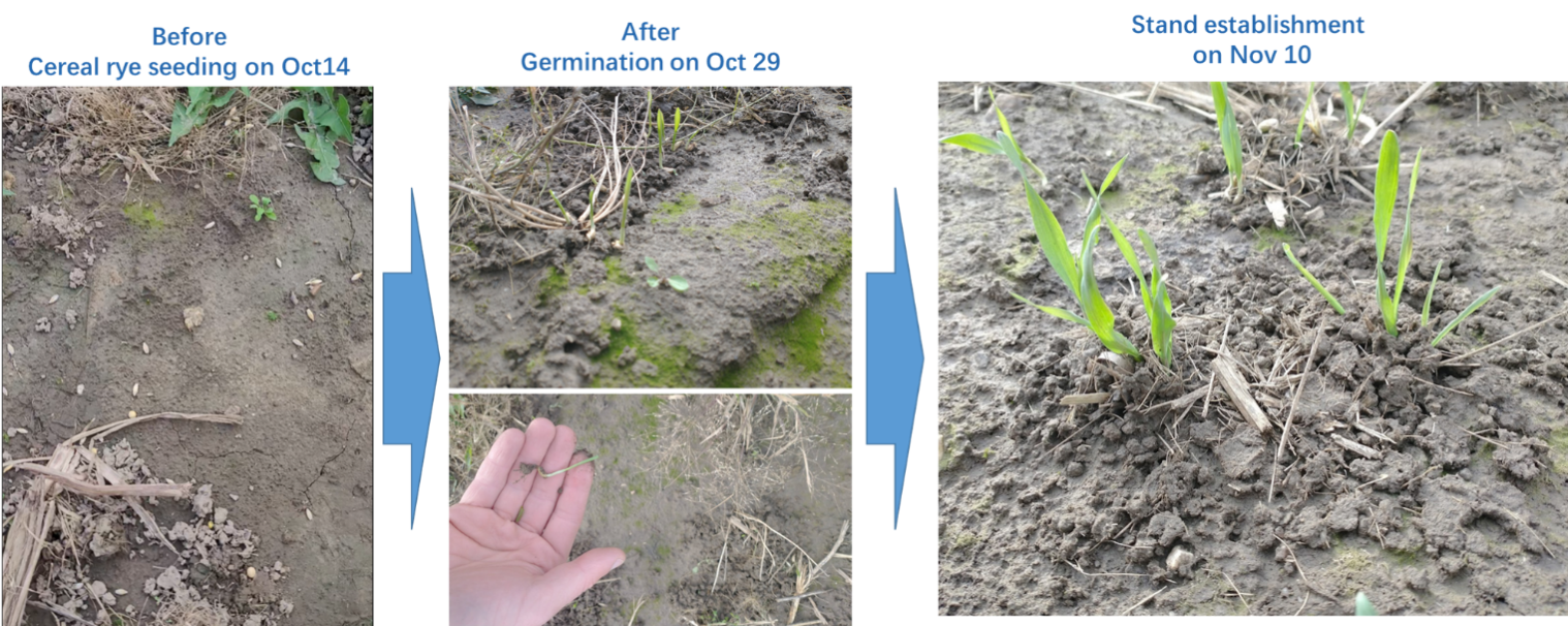 After one month, cover crop seeding via drone spread showed a good result from the germination rate. (source: SKY AG Canada)