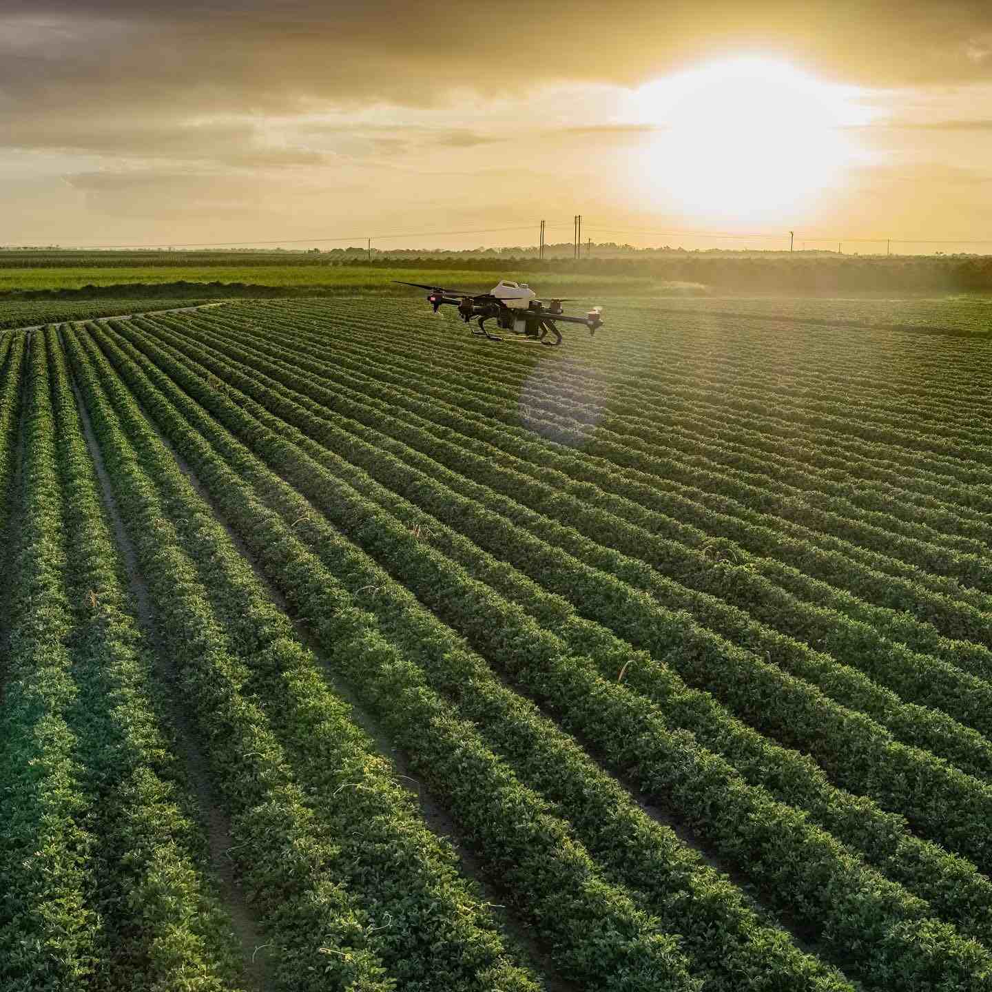 Working from sunrise to sunset, the spray drone would never feel tired and were straight back in to protecting a large piece of waterlogged crops after the heavy rain.