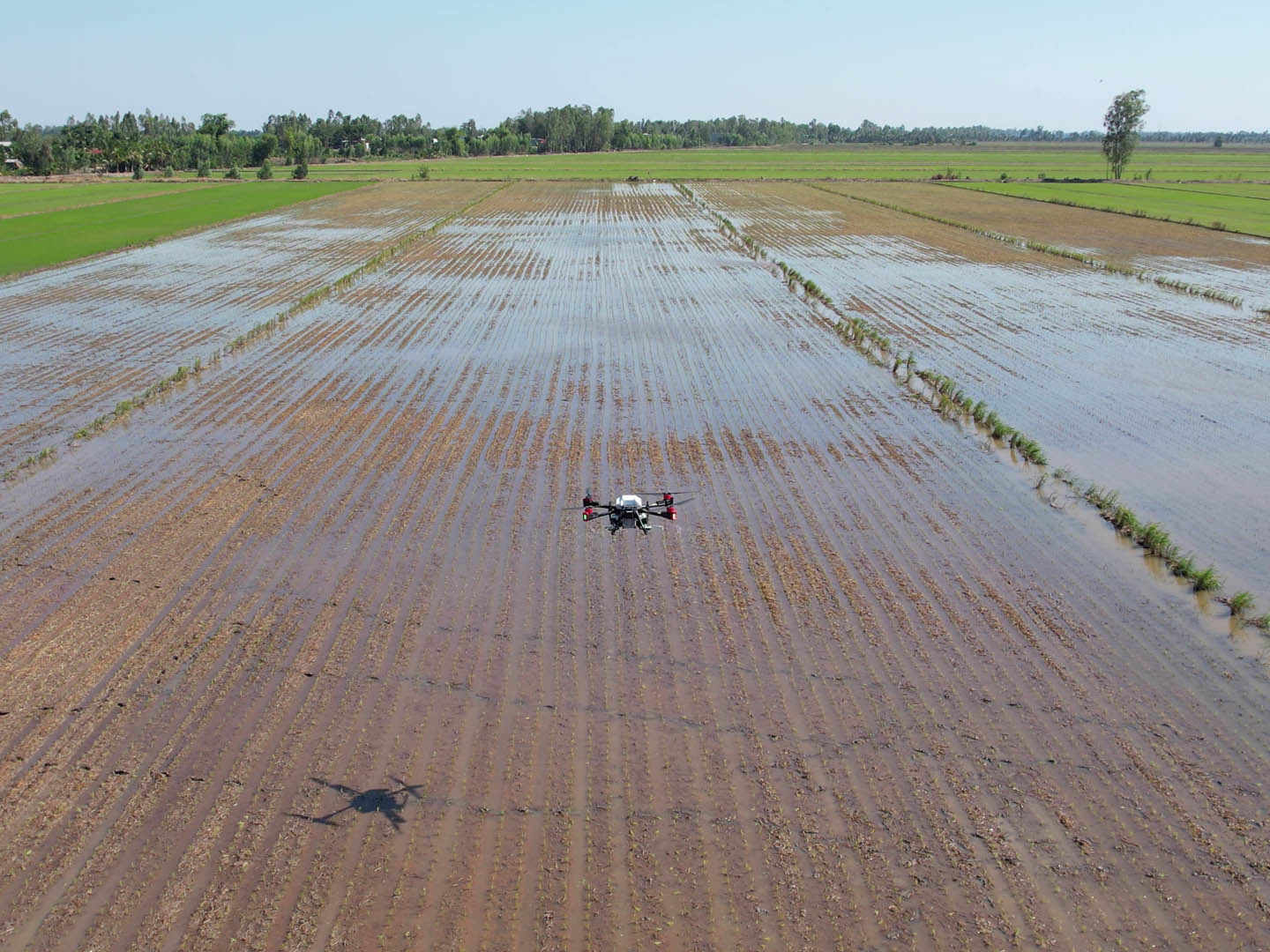 The rice field was cared by XAG agricultural drone with fertilizers spread from the air