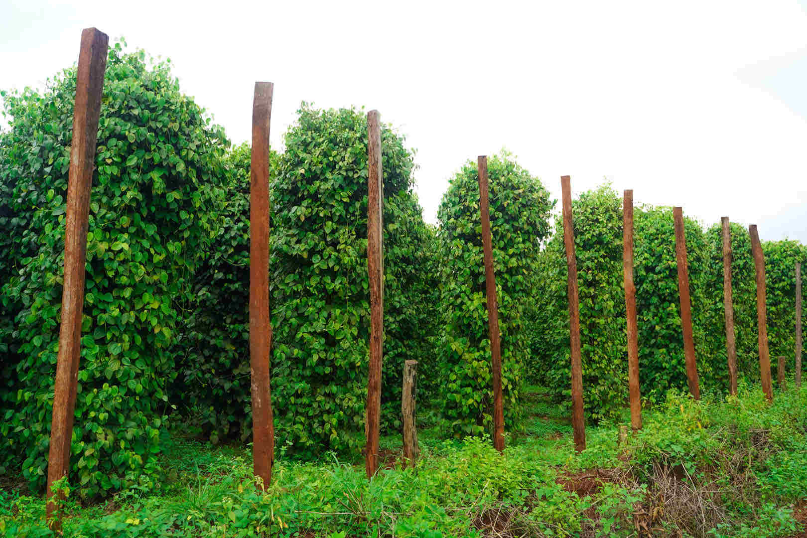 Pepper vine must climb on tall pillars over 4 meters to gain more space and sunlight