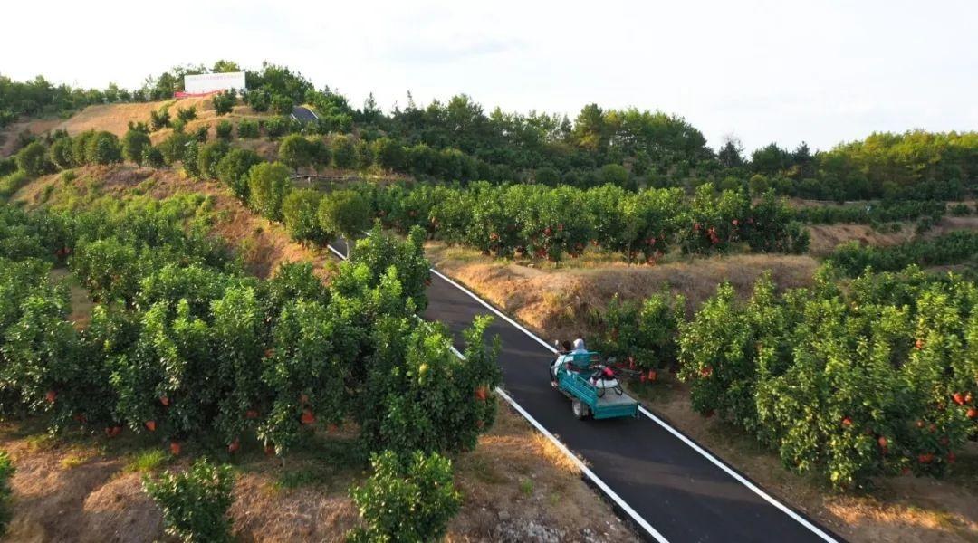 朱新榮的果園鋪設了嶄新的瀝青路面  方便飛手開車載著 P100 上山作業