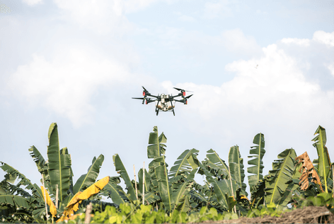 XAG P100 Agricultural Drone Spraying in Banana Plantation