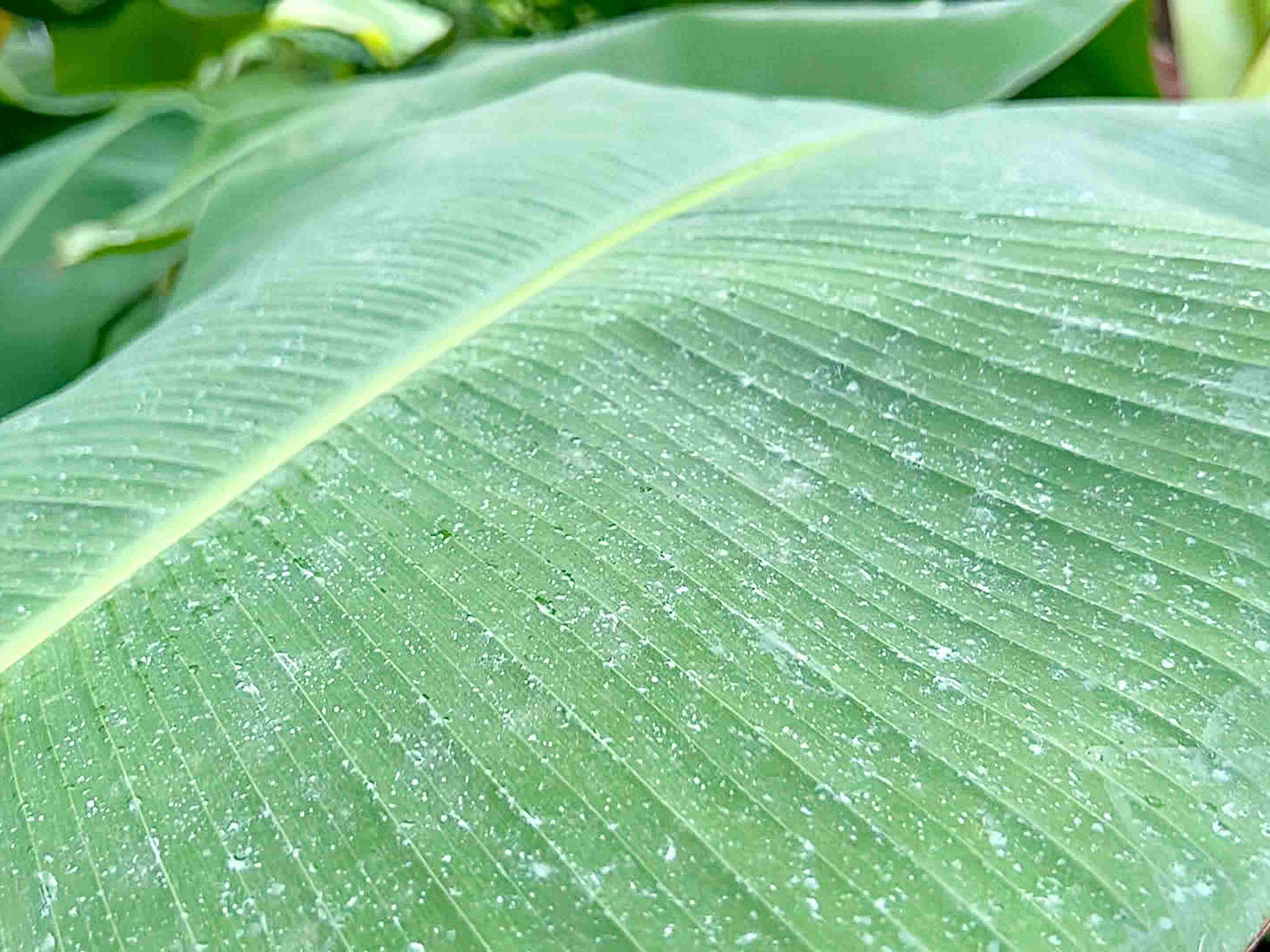 Foliar Fertilizer is Sprayed Evenly on Banana Leaves