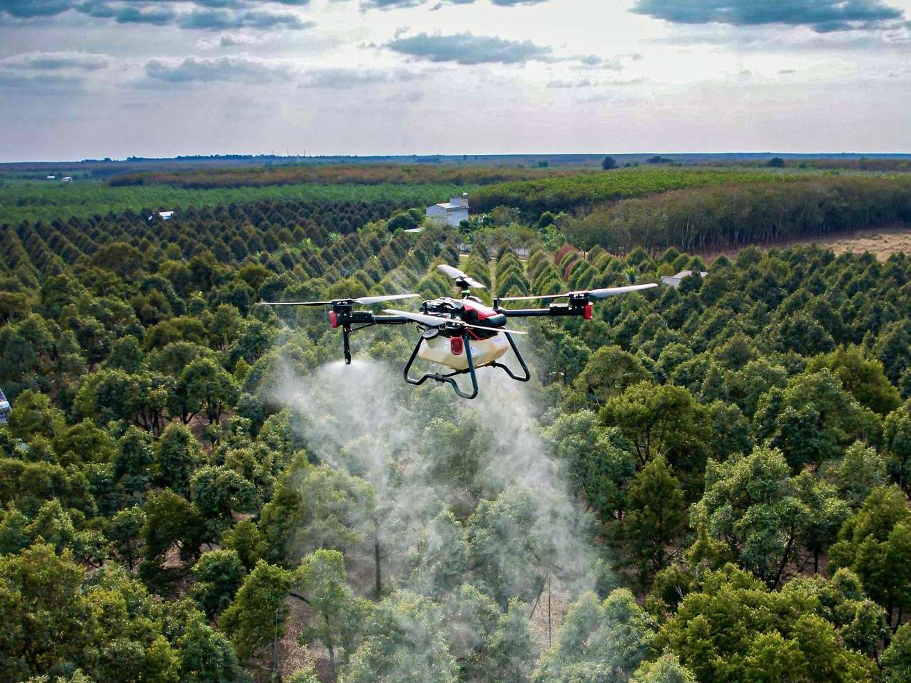 XAG P100 Agricultural Drone Spraying in Durian Orchard