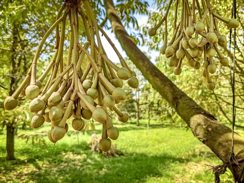 Durian Tree in the Farm of Binh Phuoc, Vietnam