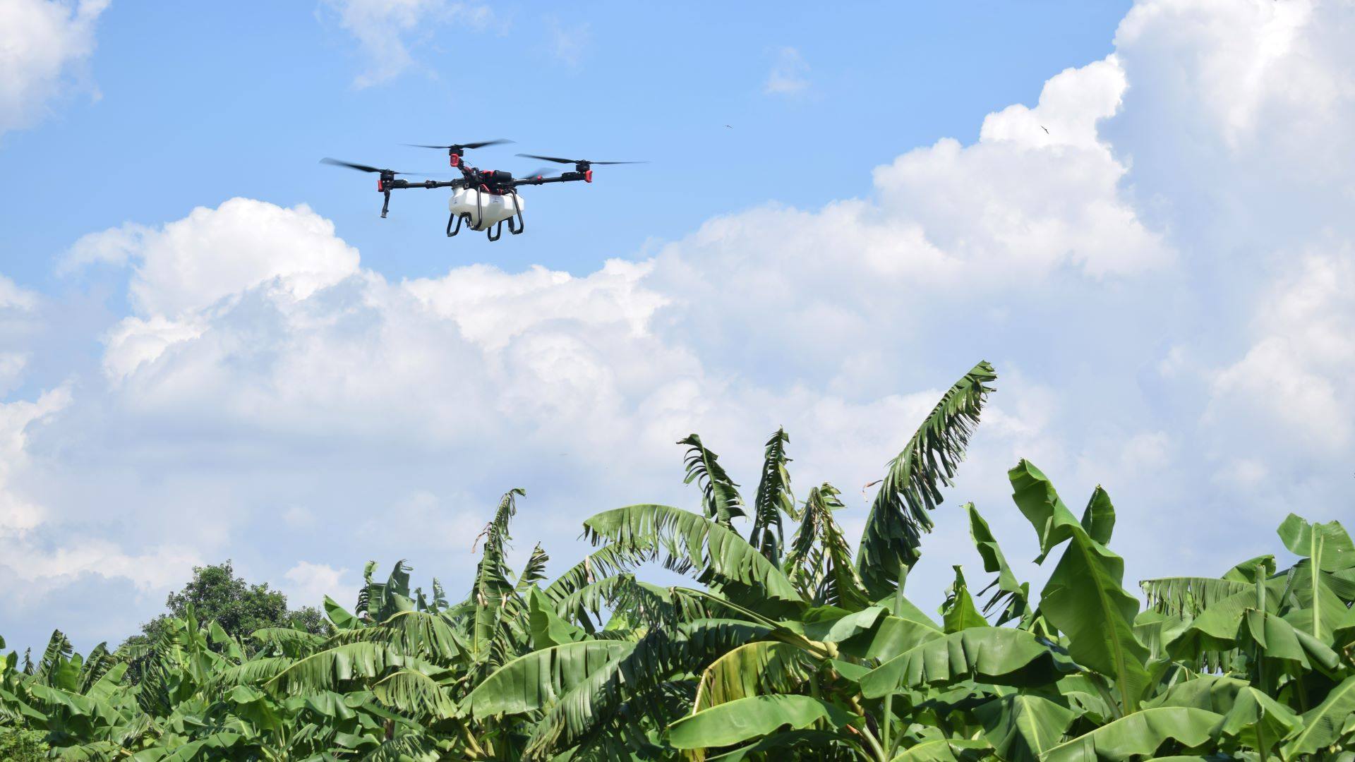 XAG P100 Pro Agricultural Drone flying over a Vietnamese banana field in a demo flight