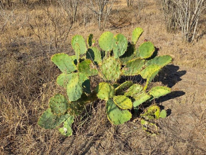 200k! 559007926_122143834976878002_2563736400187507367_n 2_resized.jpg